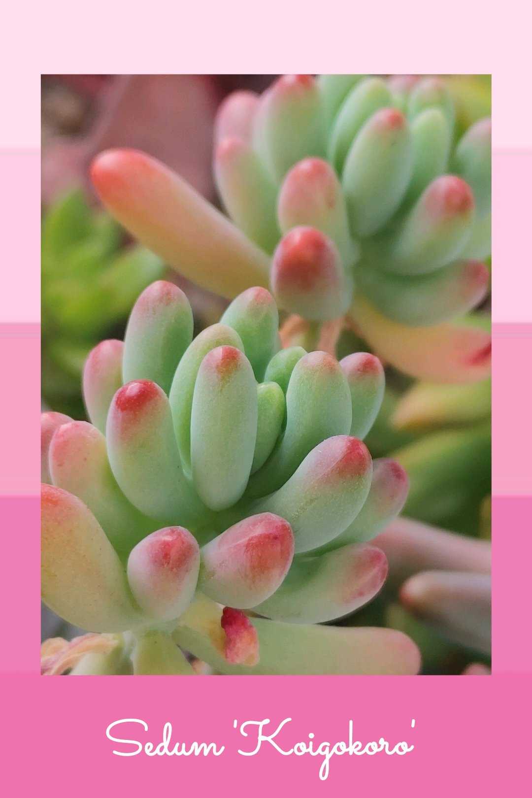 銘月の育て方｜日当たりや水やり、冬越しのポイントは？｜🍀GreenSnap