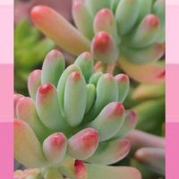 銘月,春萌,恋心,月の王子,エンジェルティアーズの画像