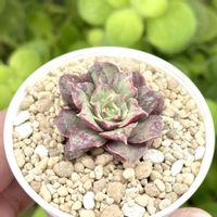 成長記録 ロンギシマ錦,エケベリア ロンギシマ錦,斑入り多肉,神奈川タニラー,多肉男子の画像