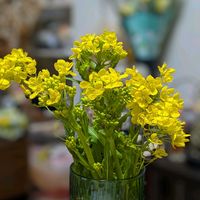 菜の花,花の癒し,ご近所散歩,花との出会いの画像