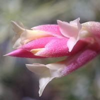 チランジア,ビザール プランツ,ブロメリア,ビザールプランツ,エアープランツ/チランジアの画像