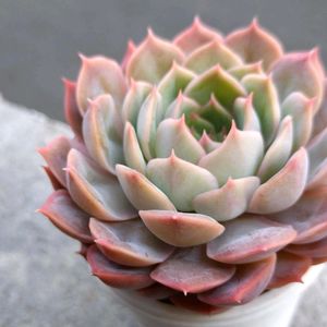 ハオルチア,オウンスロー,エケベリア属,ほむらさん里親苗の画像