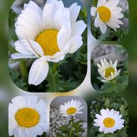 シレネ,デージー,ノースポール,プリムラ,ラナンキュラスの画像