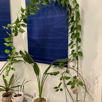 フィロデンドロン,観葉植物,happy♡,木が好き,幸せにな〜る◡̈❁の画像