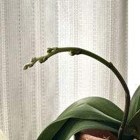 胡蝶蘭,ミディ胡蝶蘭,ミディ胡蝶蘭キャンディ,観葉植物,ミディ胡蝶蘭モニターの画像