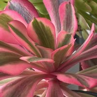 メデューサ,赤胴壺白錦,ゴージャス♡︎ʾʾ,マリドゥ錦,アエオニウムの画像