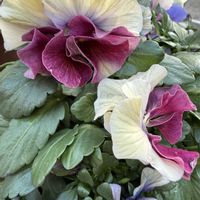 寄せ植え,ガーデニング,冬の庭の画像