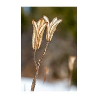 タカサゴユリ,ドライフラワー,ユリ科,帰化植物,自然の美の画像