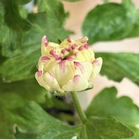 ラナンキュラス,ガーデニング,花のある暮らし,花が好き,綾園芸の画像