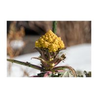 ロマネスコ,お野菜,冬野菜,アブラナ科,一年生植物の画像