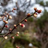 ウメ,日本庭園,つぼみ,早春,バラ科の画像