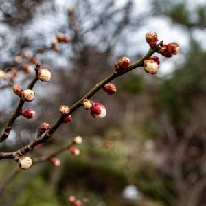 ウメ,日本庭園,つぼみ,早春,バラ科の画像