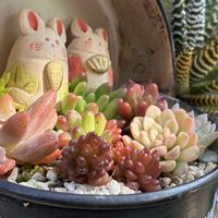 マハラジャ,ユーフォルビア マハラジャ,オレンジフラワーズ,お内裏ﾀﾝお雛ﾀﾝ,お雛様の画像