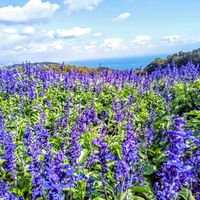 サルビア,お花,青い花,そら,海のある風景の画像