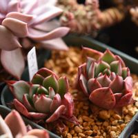 ピーチブロッサム,多肉植物,エケベリア属,植中毒,タニラーの画像