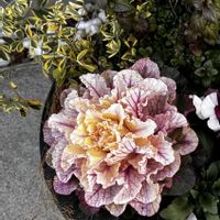 ハボタン,葉牡丹,葉牡丹　カラーマジックの画像