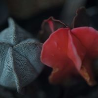 ハオルチア,多肉植物,観葉植物,塊根植物,サボテン科の画像