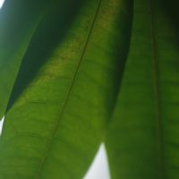 ハオルチア,多肉植物,観葉植物,塊根植物,サボテン科の画像