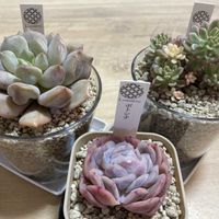 エケベリア,植物のある暮らし,多肉カット苗,今日もありがとう,多肉植物好きの画像