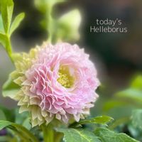 クリスマスローズ,ナチュラルガーデン,ジャンクガーデン,シェードガーデン,ナチュラルスタイルの画像