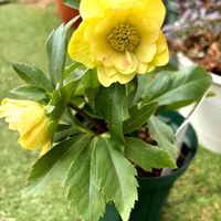 アイビーゼラニウム,クリスマスローズ,匠の技 贅沢ゼラニウム,ゼラニウム　クオリティーの画像