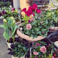 ストック,チューリップ,ビオラ,ビオラ,八重咲きストックの画像