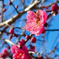 ウメ,オオイヌノフグリ,ガーデニング,花のある暮らし,今日のお花の画像