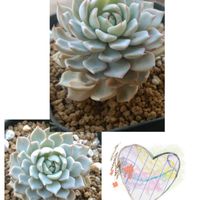 多肉植物の寄植え,多肉植物の寄植え,野ばらの精,十二の巻,多肉植物の画像