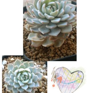 多肉植物の寄植え,多肉植物の寄植え,野ばらの精,十二の巻,多肉植物の画像