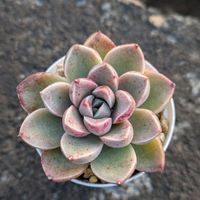 モラルビー@,多肉植物の画像