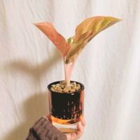 ガジュマル,アグラオネマ,アグラオネマ　ピンクエメラルド,アグラオネマ　ピンクエメラルド,観葉植物の画像