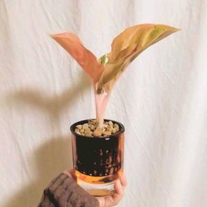 ガジュマル,アグラオネマ,アグラオネマ　ピンクエメラルド,アグラオネマ　ピンクエメラルド,観葉植物の画像