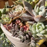 寄せ植え,多肉植物,緑のある暮らし,成長が楽しみ,ベランダの画像