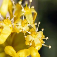 アオキ,サンシュユ,イヌビワ,お出かけ先の画像