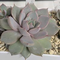 葉挿し,エケベリア属,多肉初心者,多肉植物とサボテン,室内管理の画像