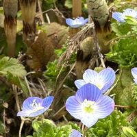 オオイヌノフグリ,オオイヌノフグリ,オオイヌノフグリ,オオイヌノフグリ,オオイヌノフグリの画像