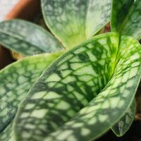 パフィオペディラム・デレナティ,パフィオぺディラム,パフィオペディラム デレナティ アルバム,観葉植物,洋ランの画像