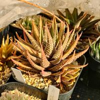 ハオルチア,ハオルシア,金城錦,多肉植物,硬葉系の画像