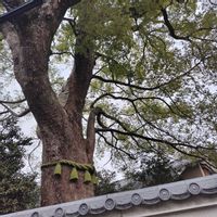 クスノキ,五葉の松,キュンキュン乙女倶楽部,キュンキュン乙女倶楽部No.0278,❄️冬にまけるな❄️の画像