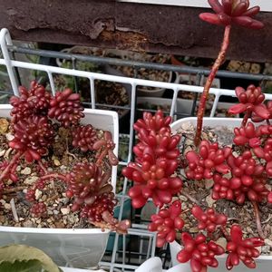 棚,小さな庭の画像