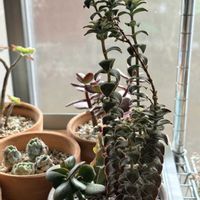 多肉植物の寄植え,多肉植物の寄植え,南十字星,エケベリア　誰？,出窓の画像