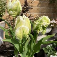 チューリップ,アイスチューリップ,チューリップ・スーパーパーロット,チューリップ　パーロット咲き,ガーデニングの画像