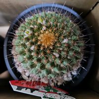 サボテン,ミニカトレア,マンゴー,アン,多肉植物の画像