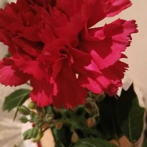 カーネーションの画像