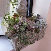 多肉植物 寄せ植え,斑入りグリーンネックレス,多肉植物,窓辺の画像