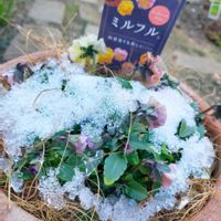 パンジー,ビオラ,鉢植え,ミルフル,ビオラ・パンジーの画像