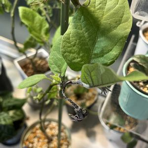 ナス,ハダニ被害の画像