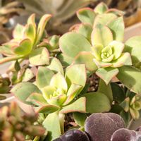 夕映え,多肉植物,アエオニウム属,斑入り好き♡の画像