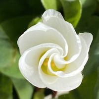 オキザリスバリアビリス,鉢植え,暖かい日,春よ来いの画像