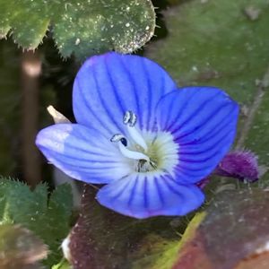 オオイヌノフグリ,星の瞳,可愛い,癒される,かわいい雑草の画像